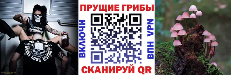 магазин    Нахабино  Галлюциногенные грибы GOLDEN TEACHER 